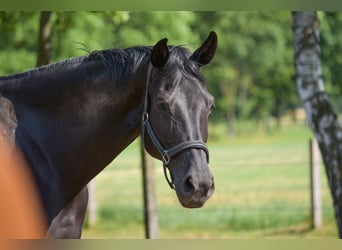 Hanoverian, Mare, 16 years, 16.2 hh, Black, in Greven,
