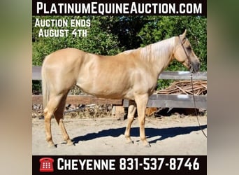 American Quarter Horse, Mare, 9 years, 14,3 hh, Palomino, in Bitterwater CA,