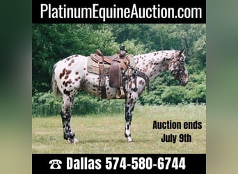 Appaloosa, Hongre, 5 Ans, 155 cm, Overo-toutes couleurs, in North Judson, IN,