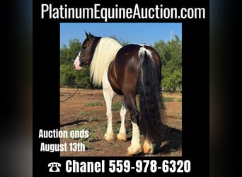 American Quarter Horse, Wallach, 9 Jahre, Tobiano-alle-Farben, in Byers TX,