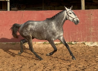 Lusitano, Mare, 5 years, 15.1 hh, Gray, in Ericeira,