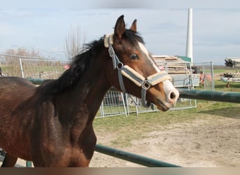 Hengst 2 Jahre