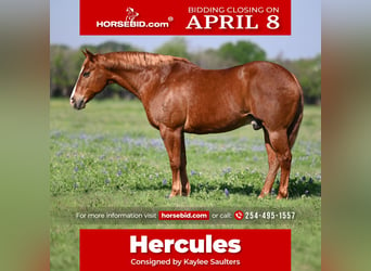 Quarter horse américain, Hongre, 12 Ans, 160 cm, Alezan cuivré, in Axtell,