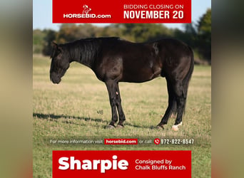 Quarter horse américain, Hongre, 9 Ans, 142 cm, Noir, in Waco,