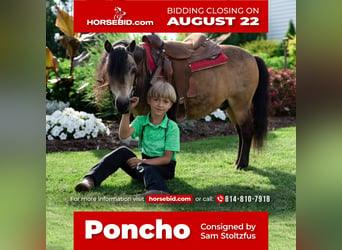 Plus de poneys/petits chevaux, Hongre, 11 Ans, 91 cm, Buckskin, in Rebersburg, PA,