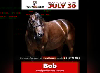 Quarter Pony, Castrone, 13 Anni, 132 cm, Baio ciliegia, in Nevis, MN