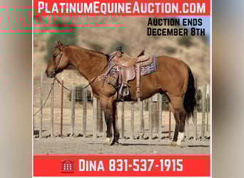 American Quarter Horse, Gelding, 13 years, 15 hh, Dun, in Paicines CA,