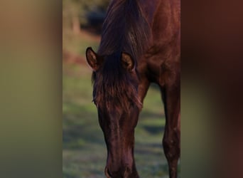 Lusitanos, Yegua, 2 años, 160 cm, Negro, in Karben,