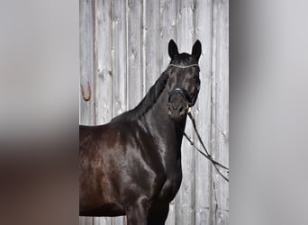 Trakehner, Stute, 4 Jahre, 165 cm, Rappe, in Wessobrunn