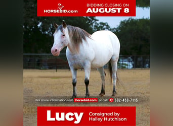 Plus de poneys/petits chevaux, Jument, 16 Ans, in Joshua, TX,