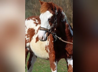 American Paint Horse, Semental, 1 año, 153 cm, Overo-todas las-capas, in Hellenthal