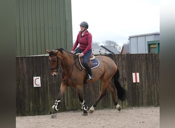 Irish Sport Horse, Gelding, 5 years, 17.2 hh, Bay, in Southport,