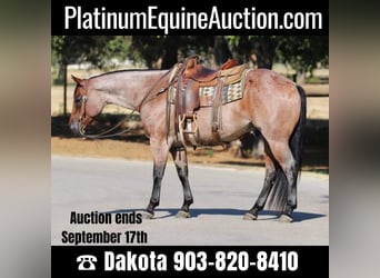 Quarter horse américain, Hongre, 8 Ans, 155 cm, Roan-Bay, in Cleburne TX,
