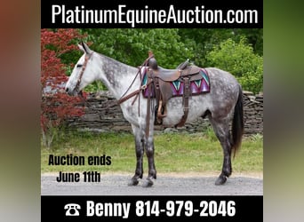 American Quarter Horse, Wallach, 9 Jahre, 150 cm, Apfelschimmel, in Everett PA,