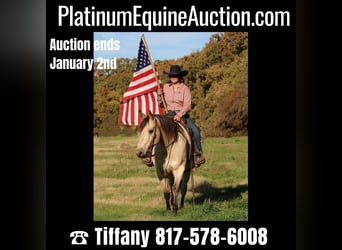Quarter horse américain, Hongre, 10 Ans, 152 cm, Buckskin, in Stephenville TX,