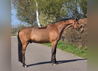 Zangersheider, Wallach, 12 Jahre, 172 cm, Brauner, in Someren