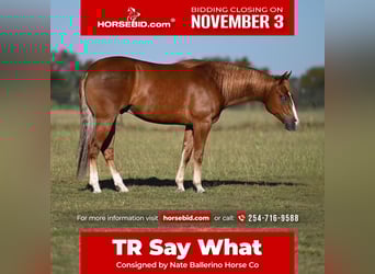 American Quarter Horse, Wallach, 3 Jahre, 150 cm, Rotfuchs, in Waco