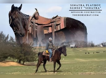 Missouri Foxtrotter, Gelding, 5 years, 15,1 hh, Black, in Houston, MO