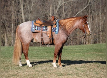Quarter horse américain, Hongre, 10 Ans, 152 cm, Roan-Bay, in Mount Vernon,