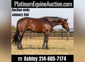 Quarter horse américain, Hongre, 6 Ans, 168 cm, Bai cerise, in Weatherford TX,