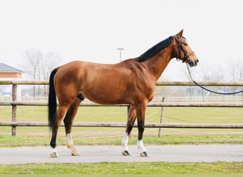 Oldenburg-International (OS), Gelding, 7 years, Brown, in Z&#xFC;lpich