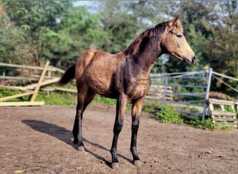 Hanoverian, Mare, 1 year, 14.1 hh, Brown Falb mold, in Moers,