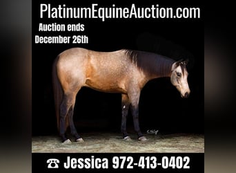 Quarter horse américain, Hongre, 5 Ans, 157 cm, Buckskin, in Ravenna, TX,