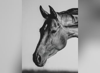 Hannoveraner, Stute, 9 Jahre, 165 cm, Dunkelbrauner, in Kupferzell