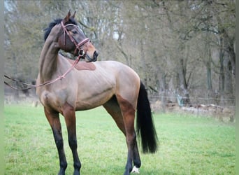 Hannoveriano, Caballo castrado, 5 años, 170 cm, Castaño, in Dingelstädt,