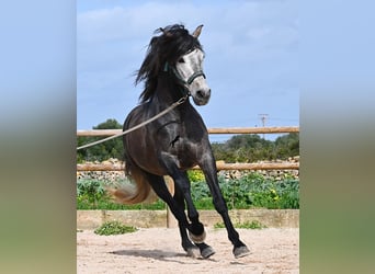 PRE Mestizo, Semental, 5 años, 158 cm, Tordo, in Menorca