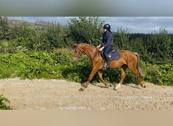 Irish Sport Horse, Wallach, 5 Jahre, 163 cm, Dunkelfuchs, in Sligo