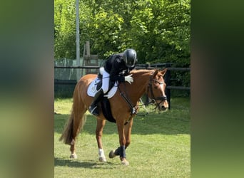 German Riding Pony, Gelding, 10 years, Chestnut-Red, in Hamburg Winterhude