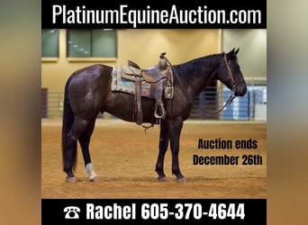 American Quarter Horse, Gelding, 5 years, 15.1 hh, Black, in Rusk, TX,