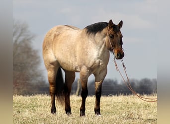 Tennessee walking horse, Hongre, 10 Ans, 163 cm, Buckskin, in Mount Vernon KY,