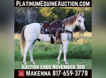 Quarter horse américain, Hongre, 10 Ans, 155 cm, Gris, in Stephenville Tx,