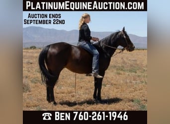 American Quarter Horse, Wallach, 8 Jahre, Rotbrauner, in Llano CA