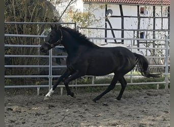 Irlandzki koń sportowy, Klacz, 13 lat, 165 cm, Kara, in Blomberg