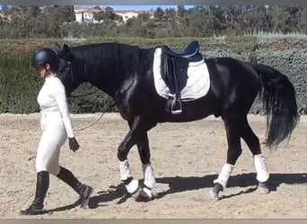 PRE Mix, Stallion, 5 years, 16 hh, Black, in Huelva,