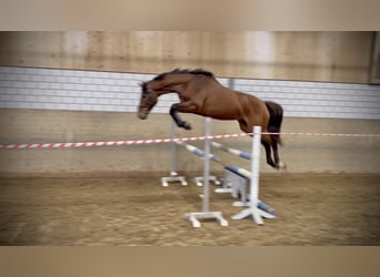 Holsteiner, Wallach, 4 Jahre, 167 cm, Brauner, in Oberdorf