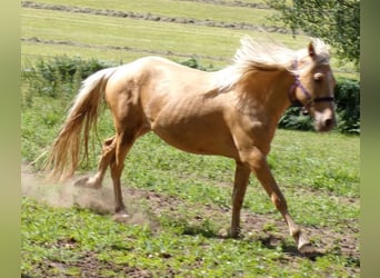 Rocky Mountain Horse Mix, Ruin, 3 Jaar, 146 cm, Palomino, in Arnbruck,