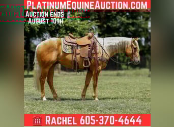 American Quarter Horse, Wallach, 5 Jahre, 150 cm, Palomino, in Rusk, TX