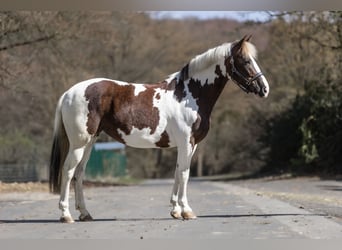 Más ponis/caballos pequeños, Yegua, 7 años, 154 cm, Pío, in Windhagen