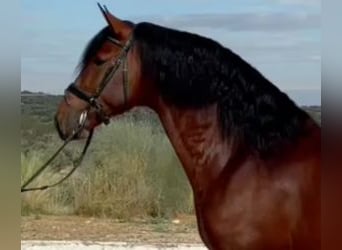 PRE Mix, Stallion, 8 years, 16 hh, Bay, in MADRID,