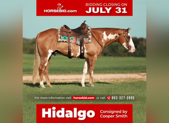 Paint Horse, Hongre, 5 Ans, 155 cm, Alezan cuivré, in Whitesboro, TX,