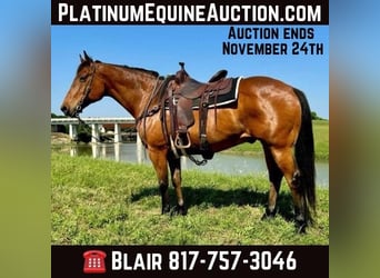 American Quarter Horse, Gelding, 12 years, 16 hh, Bay, in Weatherford TX,