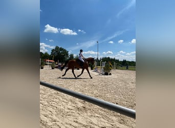 German Sport Horse, Gelding, 11 years, 17.2 hh, Brown, in Epfendorf,