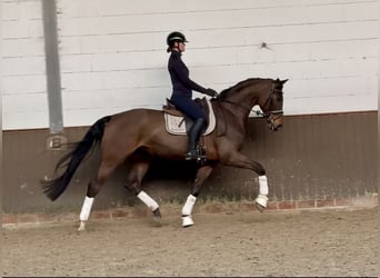 Oldenburg, Gelding, 5 years, 17 hh, Bay-Dark, in Lohne (Oldenburg)