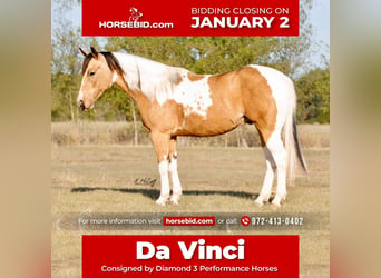 Paint Horse, Hongre, 7 Ans, 147 cm, Buckskin, in Ravenna, TX,