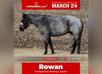 American Quarter Horse, Ruin, 5 Jaar, 150 cm, Roan-Blue, in Joy, IL,