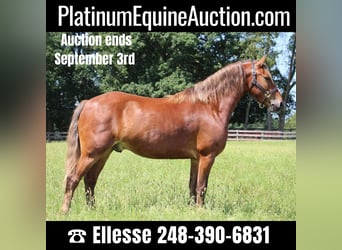Quarter horse américain, Hongre, 7 Ans, 137 cm, Bai, in HIGHLAND, MI,